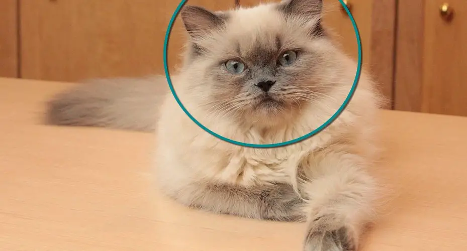 CAT'S FACE SHAPE REVEALS PERSONALITY Everything Trending In Cats