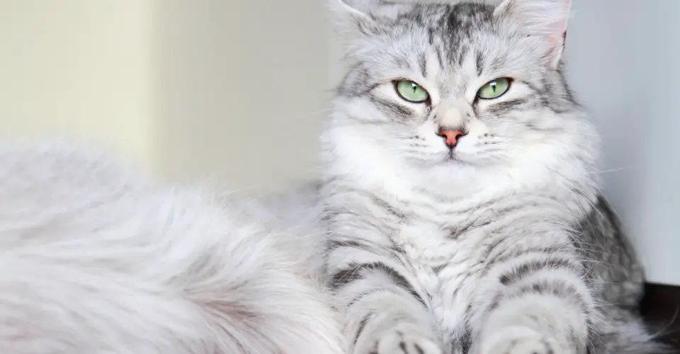 fluffiest breeds five fluffiest cat breeds everything trending in cats fluffiest breeds five fluffiest cat breeds everything trending in cats