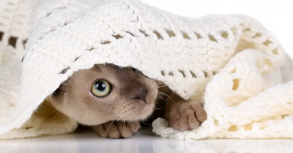 WRAPPED IN LOVE BLANKETS FOR SHELTER PETS Everything Trending In Cats