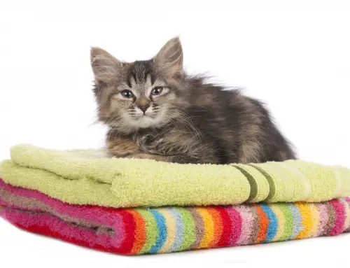Petcurean Go Cat Food Reviews Petcurean Go Cat Food Reviews