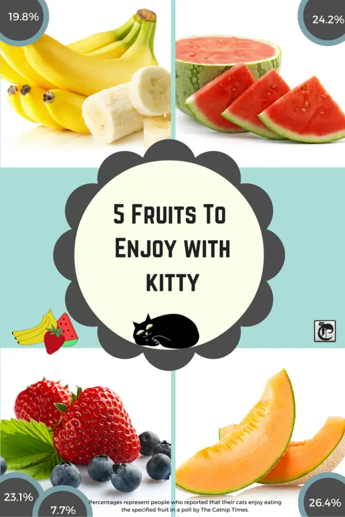 SUMMER FRUITS YOU CAN ENJOY WITH YOUR CAT The Catnip Times