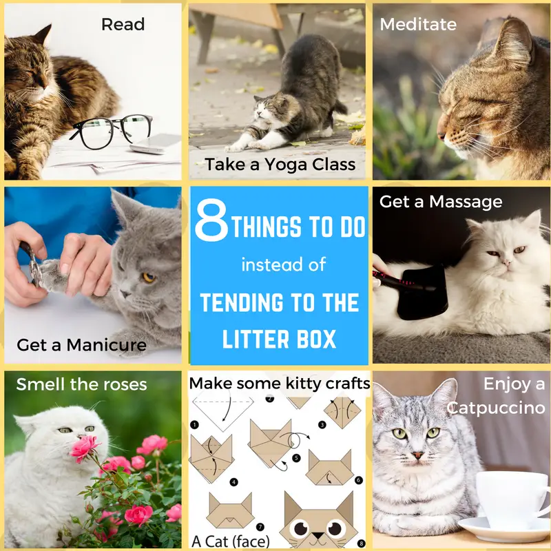 REVIEW TIDY CATS DIRECT The Catnip Times