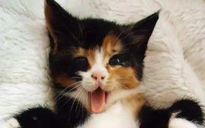 Kitten – Tickle My Tummy!