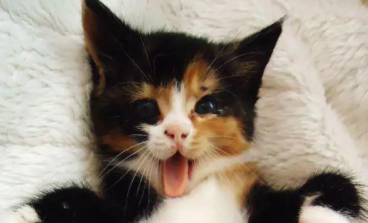 Kitten – Tickle My Tummy!