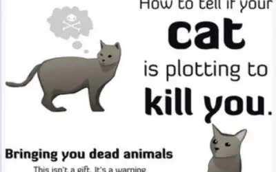 Comic:  How To Tell If Your Cat Is Plotting To Kill You