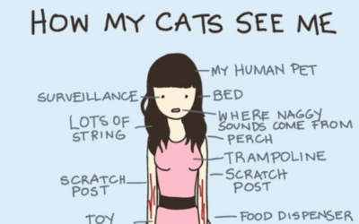 Humor:  How My Cats See Me