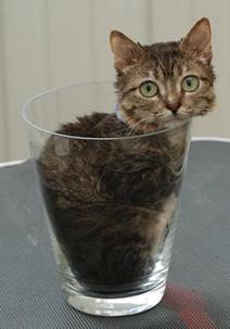 Saving Mr. Peebles, the Worlds Tiniest Cat - The Catnip Times