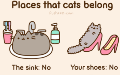 The Places Cats Belong