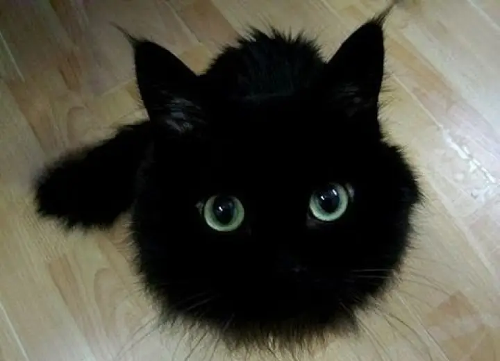 Pic:  Black Cat with Gorgeous Green Eyes