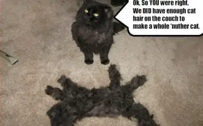 Cat-Fur Cat
