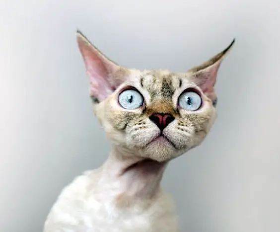 devon rex cat with gorgeous pale blue eyes