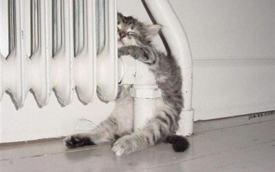 6 Reasons to Consider Being a Cat