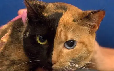 Venus the Two-Faced Cat Still a Mystery