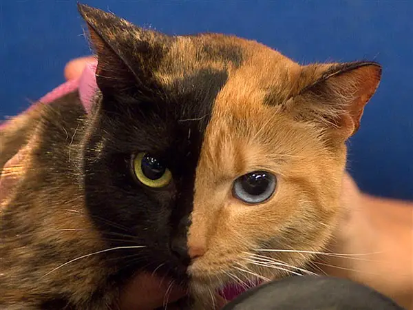 two-faced-cat-chimera-explained_58818_600x450 Venus the Two-Faced Cat