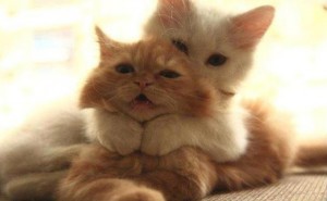 Kitten Hugs