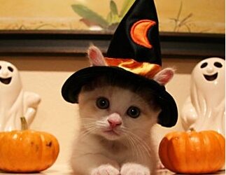 Halloween Cat Contest