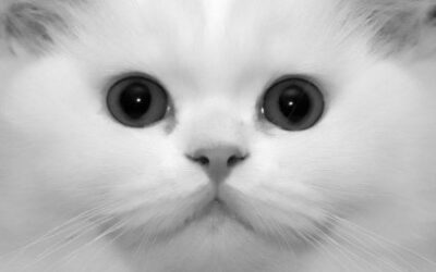 You Know I Love You…
