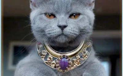 Image:  Royal Cat