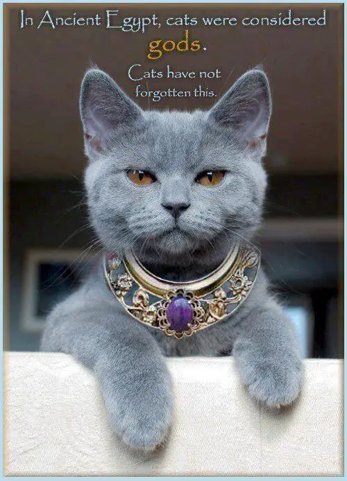 Image Royal Cat