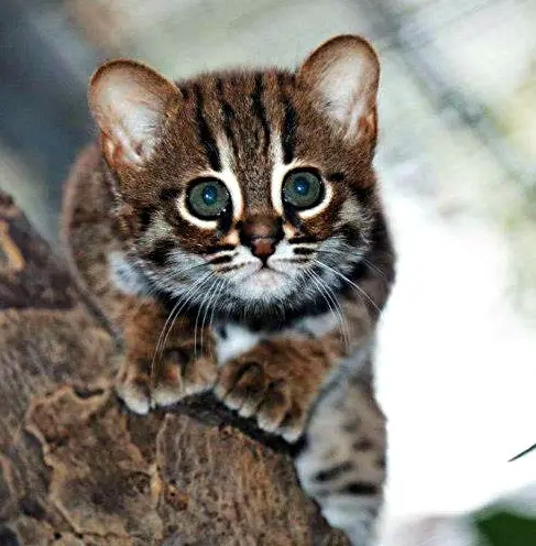 rusty-spotted-cat-kitten