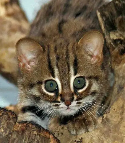 rusty spotted kitten berlin zoo