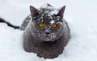 How To Build A Cat Igloo