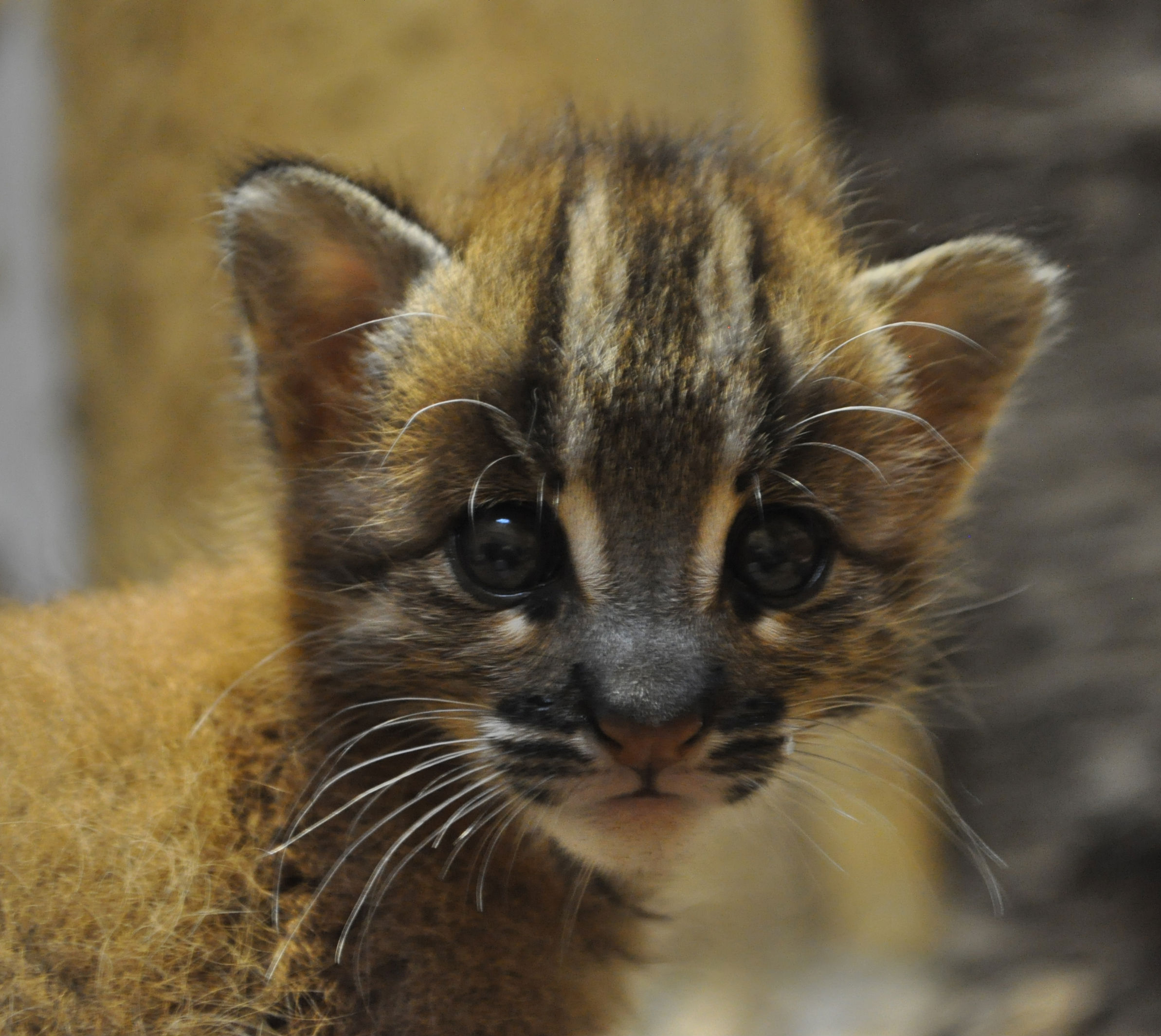 Rare Asiatic Golden Cats are World-First Test Tube Babies - The Catnip Times