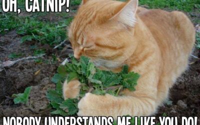 Oh, Catnip!