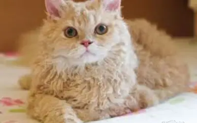 Meet the Poodle Cat:  Selkirk Rex