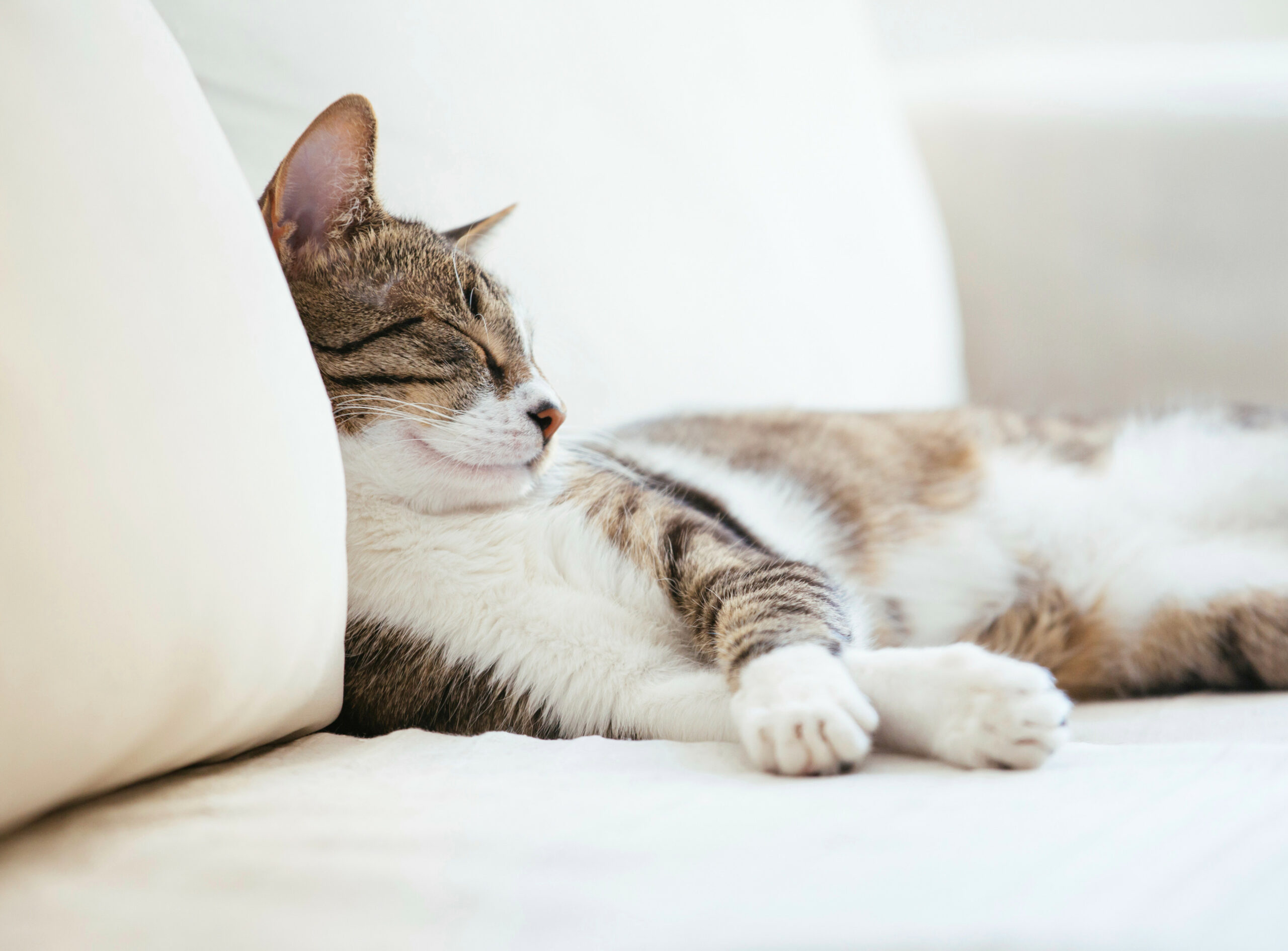 Lazy cat sleeping on couch