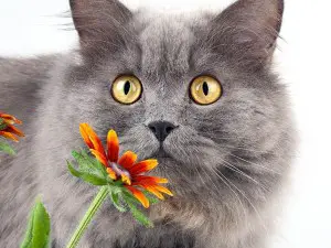 cats get allergies gray cat smelling orange flower