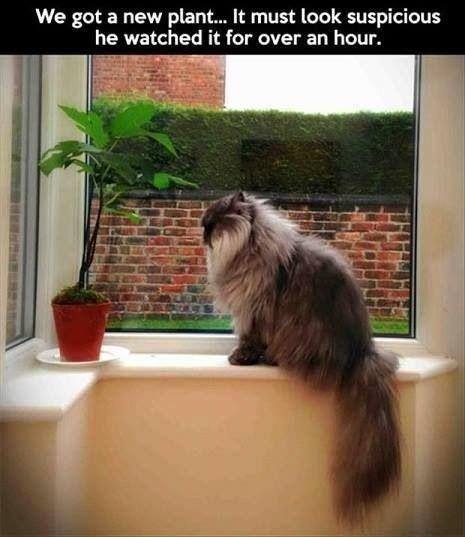 The Suspicious Plant