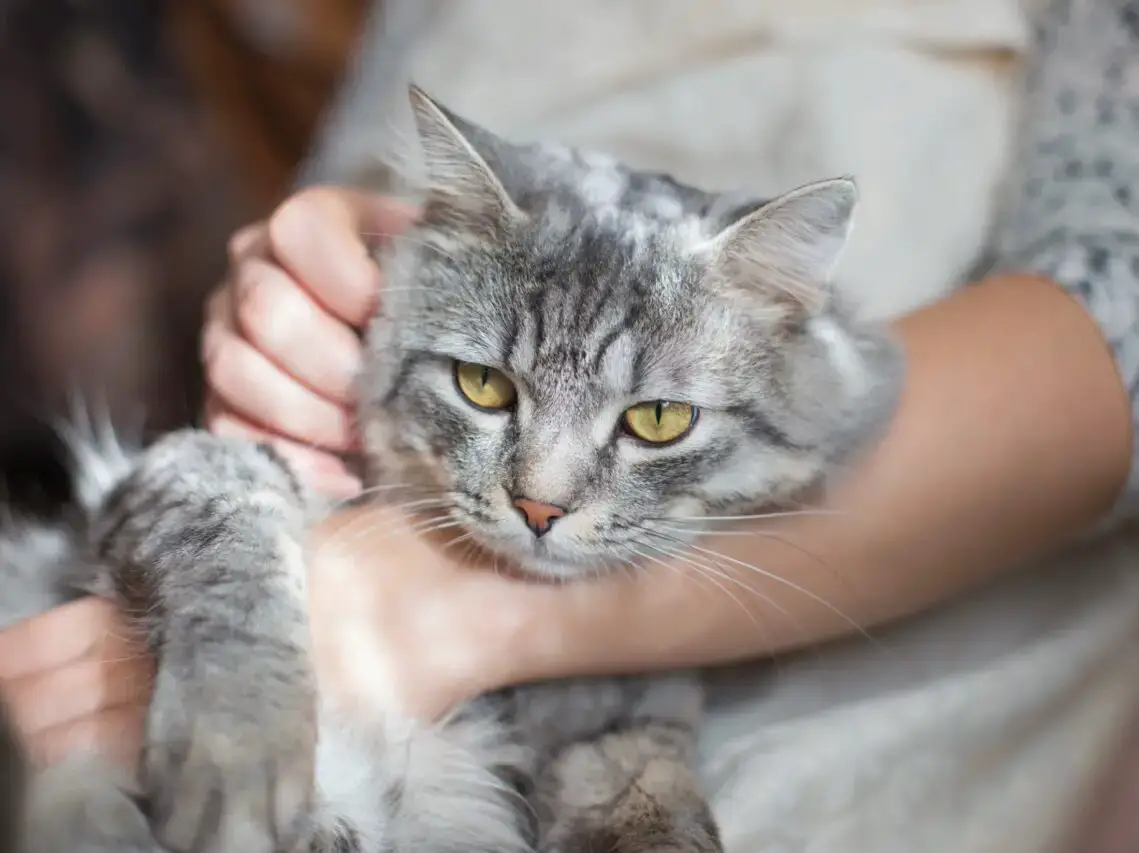 Woman at home holding and hug her lovely fluffy cat. Gray tabby cute kitten with green eyes. Pets, friendship, trust, love, and lifestyle concept. Friend of human.