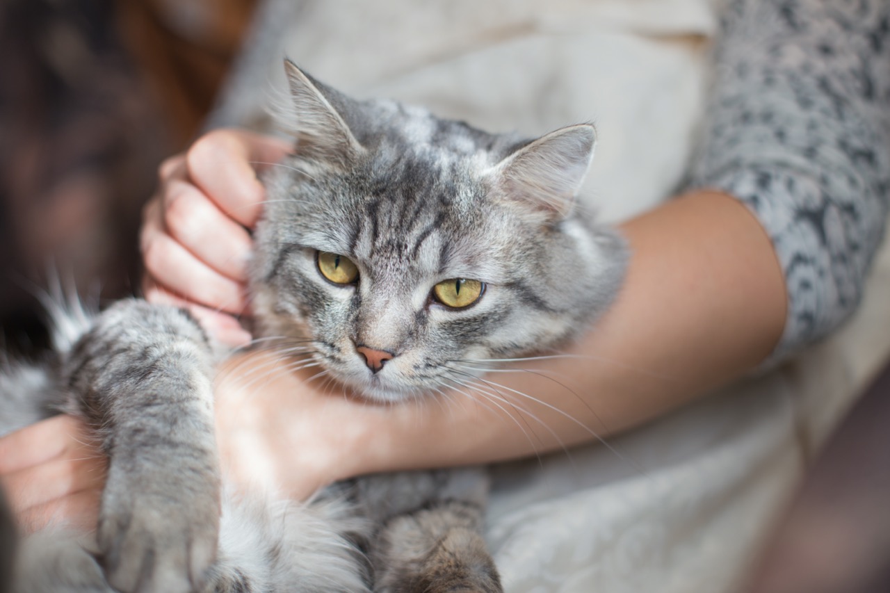 Woman at home holding and hug her lovely fluffy cat. Gray tabby cute kitten with green eyes. Pets, friendship, trust, love, and lifestyle concept. Friend of human.