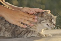 Your Cat Might Secretly Hate Being Pet