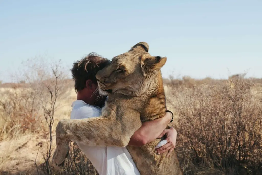 Sirga Lioness Famous Hug