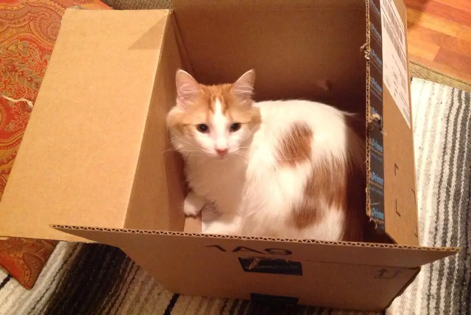Joan Gilbert-cat from Amazon