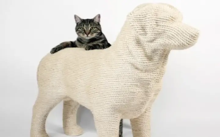 Funniest Scratching Post Ever