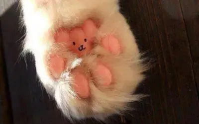 TEDDY BEAR KITTY PAW