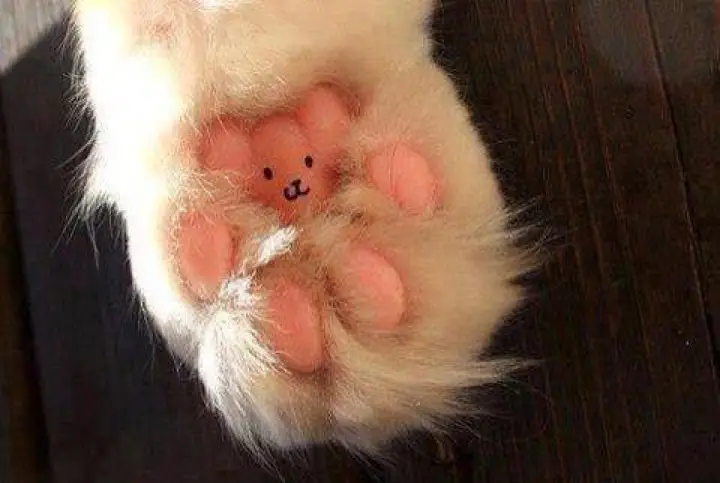 TEDDY BEAR KITTY PAW