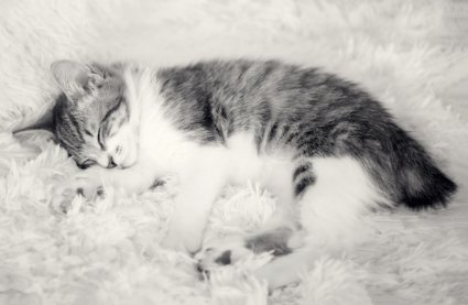 Cute Manx kitten sleeping