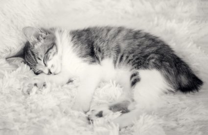 Cute Manx kitten sleeping Cute Manx kitten sleeping