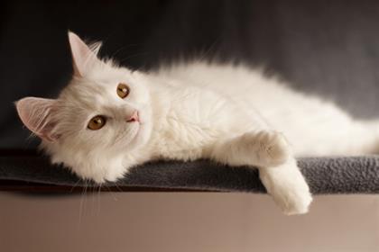 Persian-docile