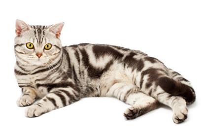 americanshorthair-docile