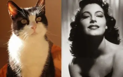 CELEBRITY CAT:  AVA GARDNER