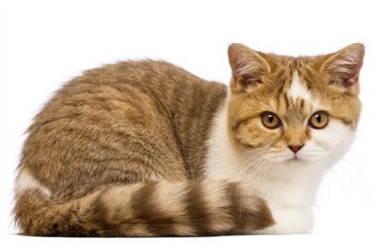 britishshorthair-docile