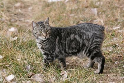 manx-docile