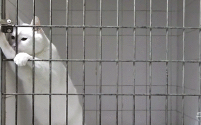 MARSHMALLOW THE ESCAPE ARTIST CAT