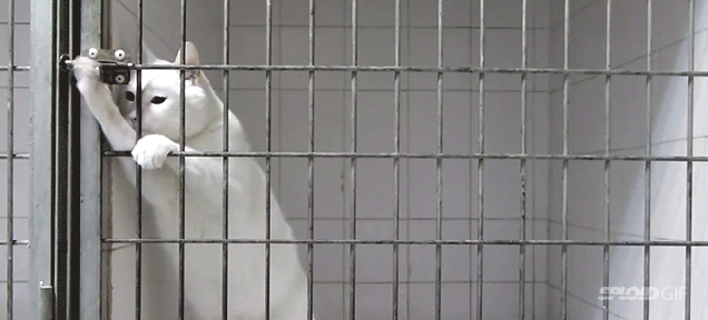 MARSHMALLOW THE ESCAPE ARTIST CAT | The Catnip Times MARSHMALLOW THE ESCAPE ARTIST CAT | The Catnip Times