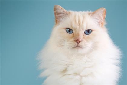 ragdoll-docile